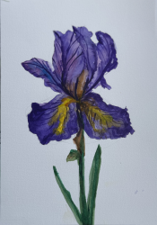 Iris